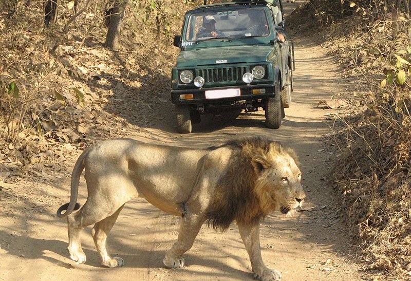 jeep safari sariska