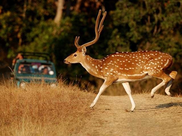 tiger sariska park